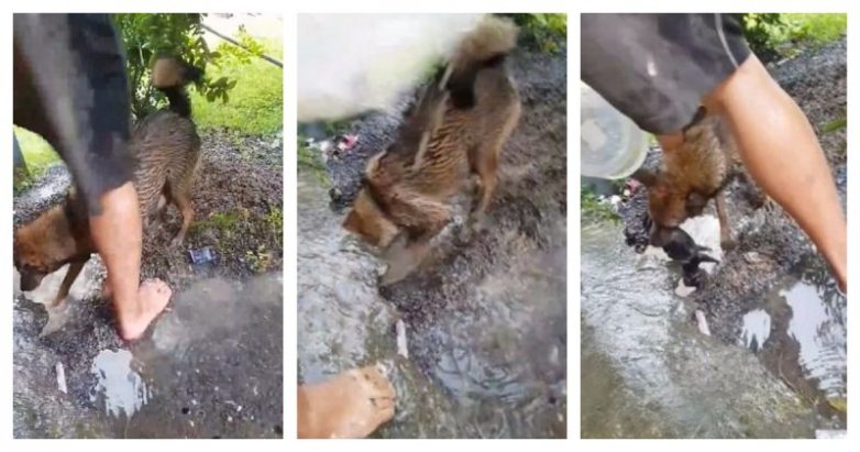 Собака спасает своих щенят из затопленного дождем логова