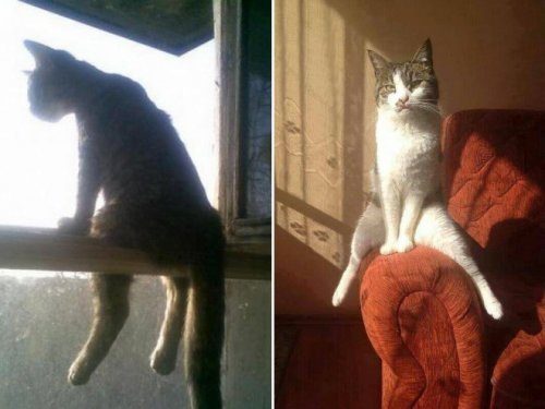 Кошки, которые разучились сидеть по-кошачьи