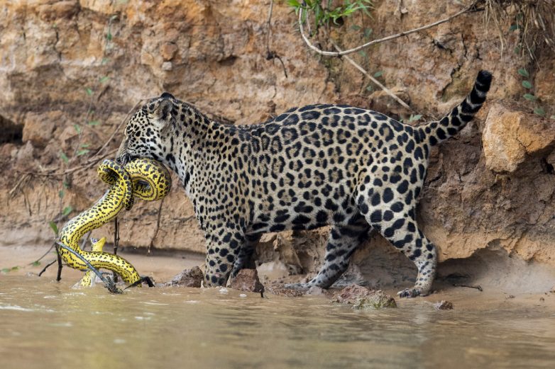 Удивительные фотографии животных из разных уголков мира