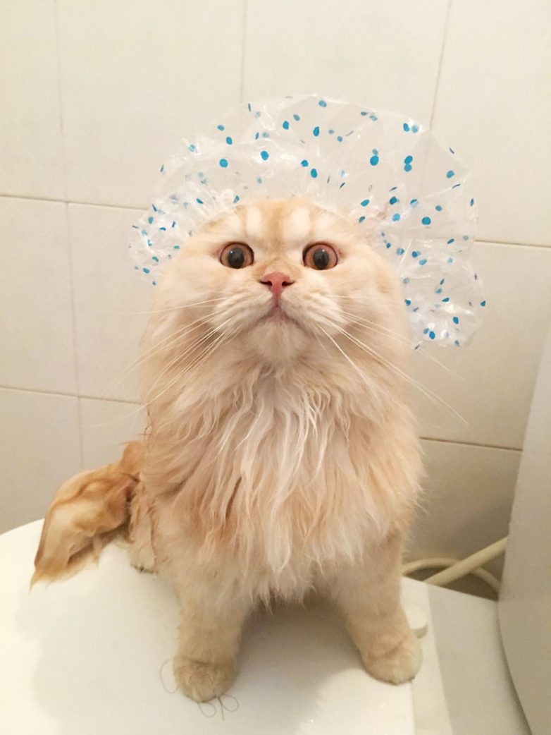 Кот, который обожает принимать душ