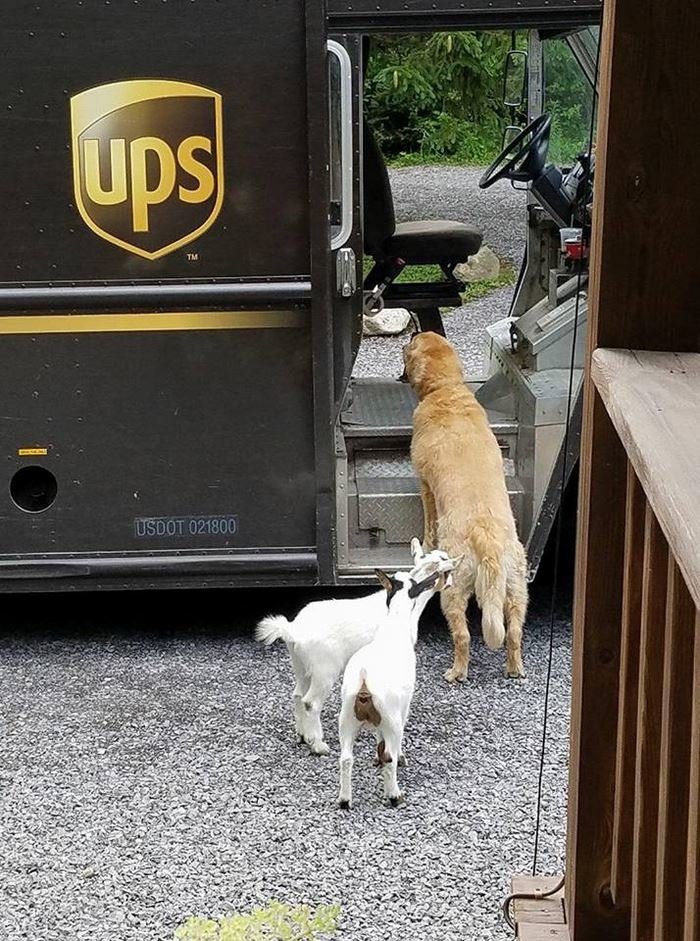 Собаки, которые встречают почтальонов службы доставки