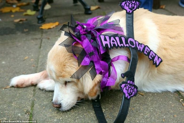 Эти собаки тоже отметили Хэллоуин