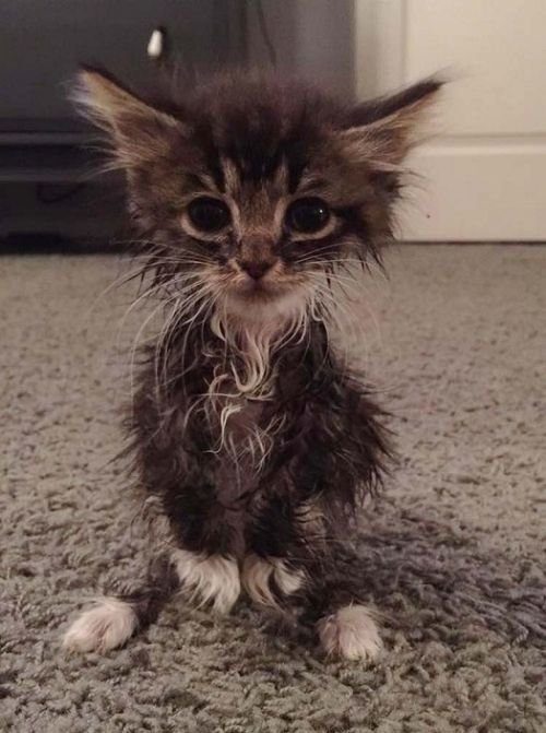Котёнок, который родился без локтевых суставов