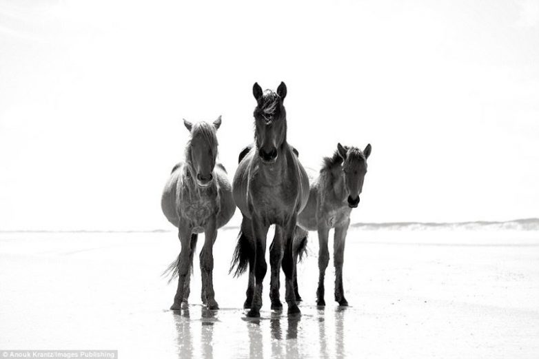 Красота диких лошадей