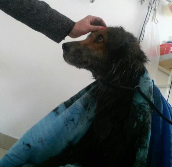 Девушки из Приморья, рискуя жизнью, спасли собаку