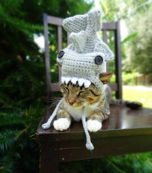 Вязаные шапочки для кошек