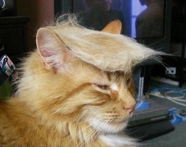 Всемирная акция &quot;Причеши кота под Трампа!&quot;