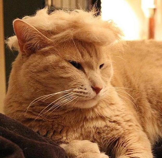 Всемирная акция &quot;Причеши кота под Трампа!&quot;
