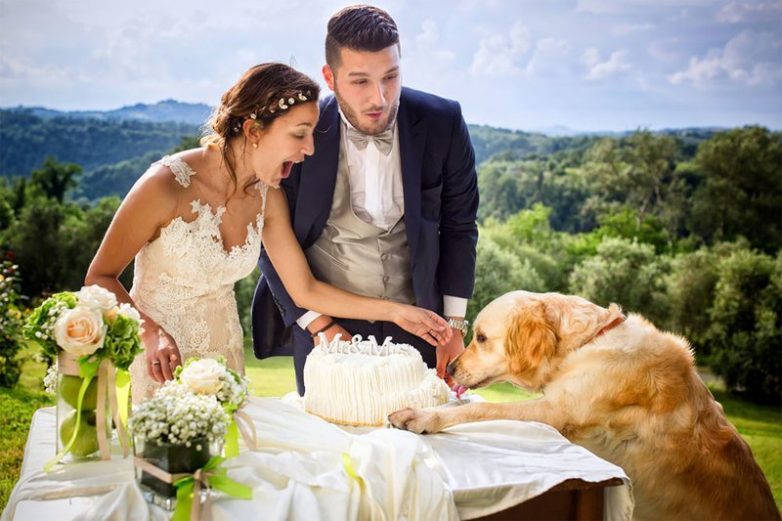 Животные, которые испортили свадебные фотографии
