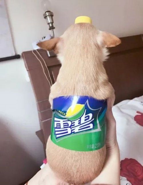 Собаки в виде бутылок сладкой газировки