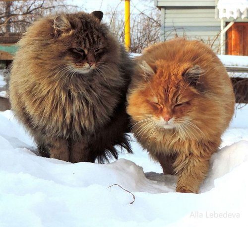 Вся красота сибирских котов от Аллы Лебедевой