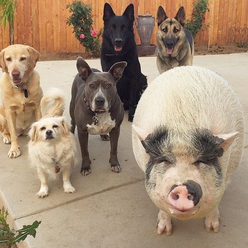 Свинья, которая живёт в компании 5 собак