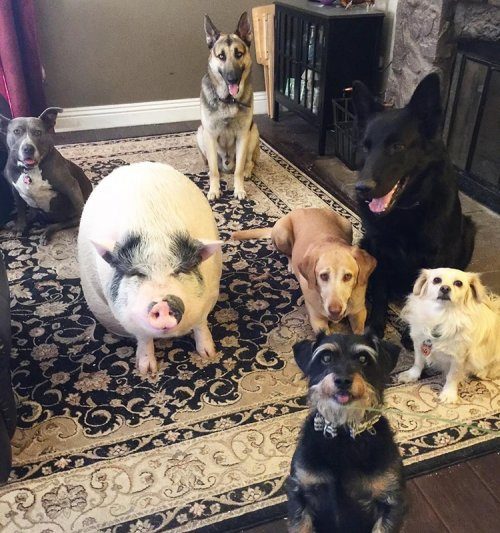 Свинья, которая живёт в компании 5 собак