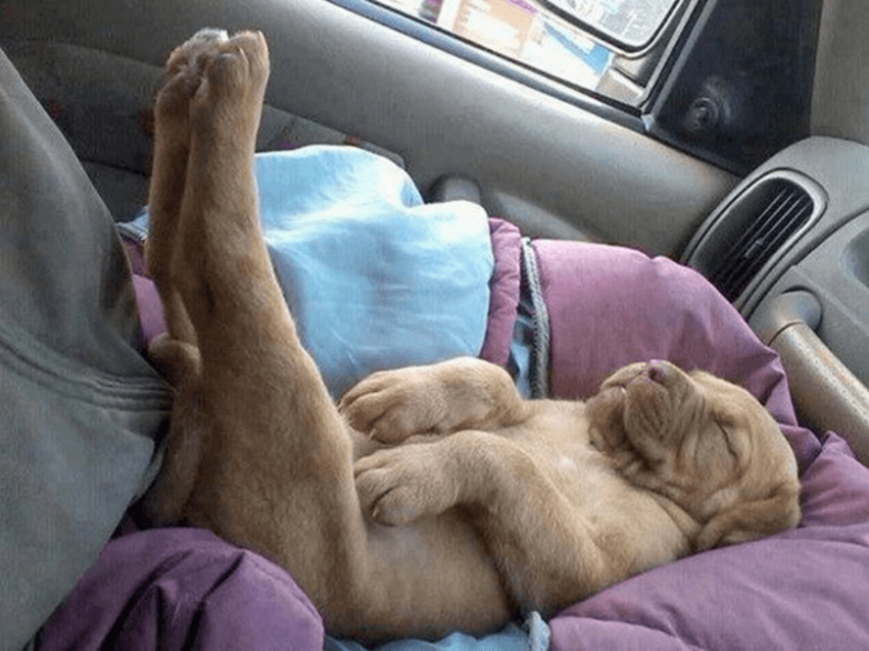 20 собак, которые спят как хотят
