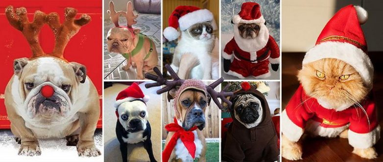 Животные в рождественских костюмах