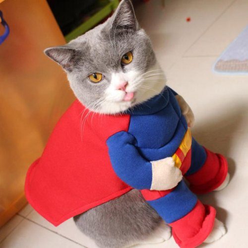 Кошки супергерои