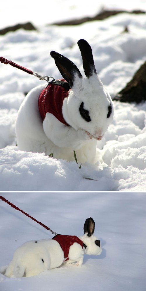 Животные и первый снег