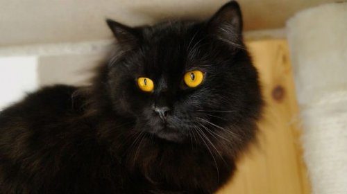 Интересные факты о черных кошках