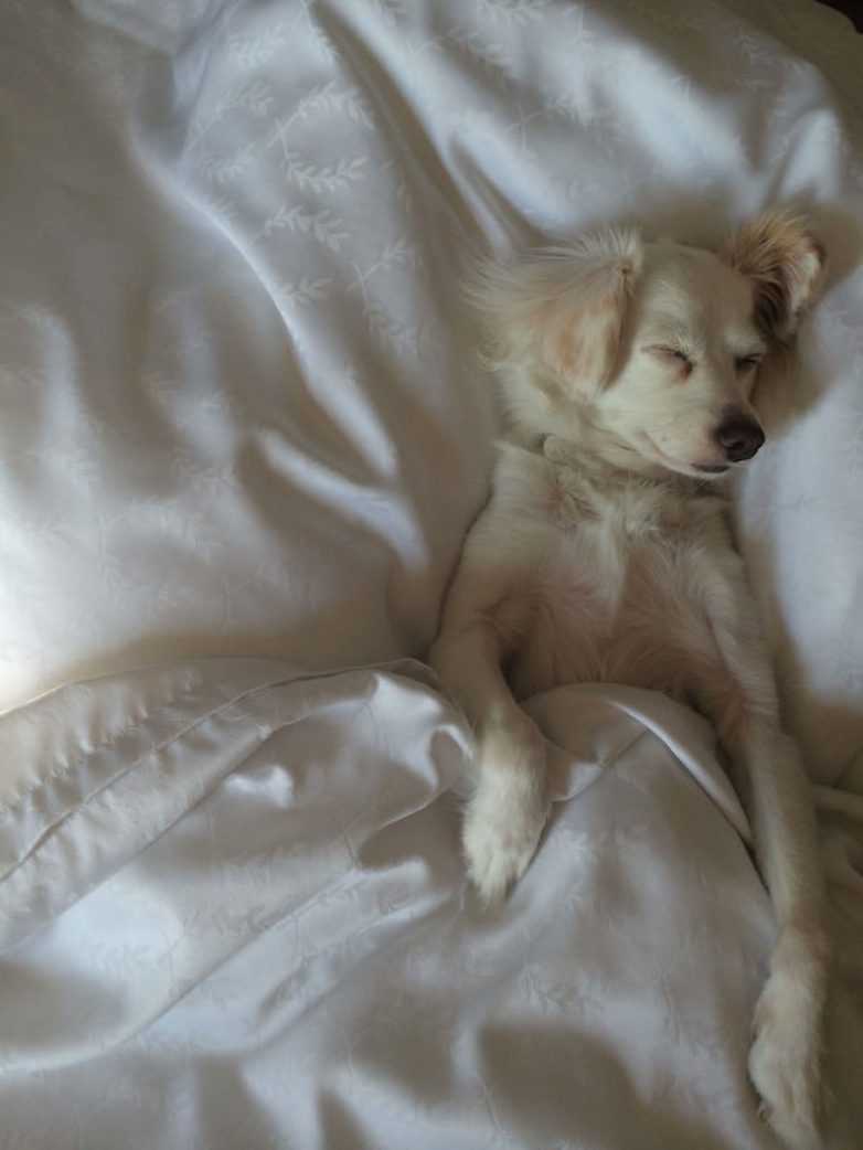 Собаки, которые любят спать в вашей постели