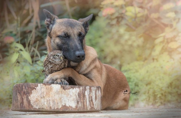 Удивительная дружба собаки Инго и совы