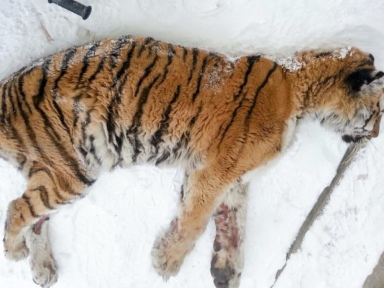 Хозяин обнаружил мирно спящую тигрицу