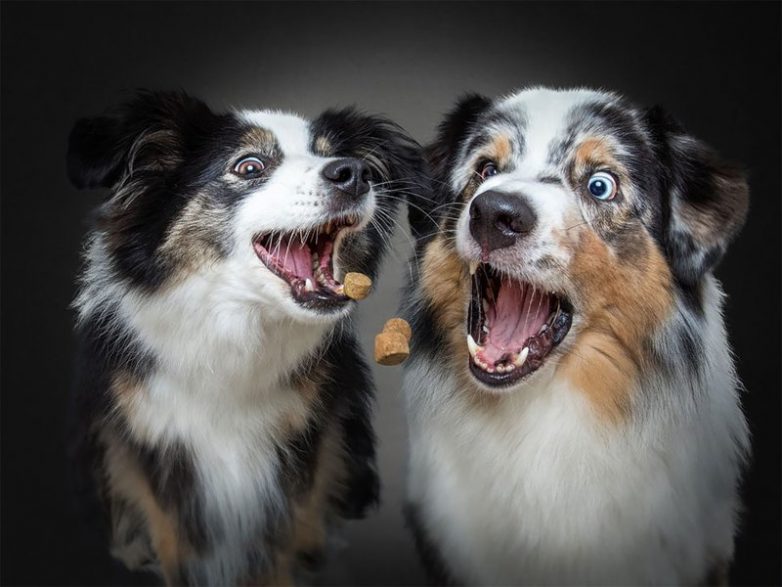 Эмоции собак, которые ловят лакомства