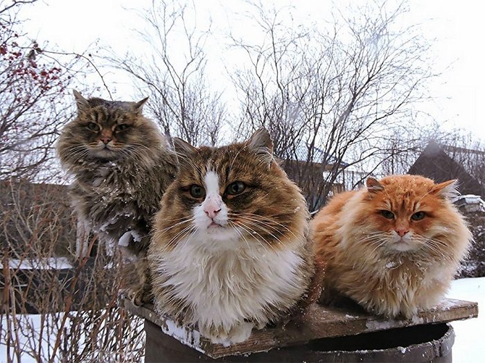 Шикарные сибирские кошки