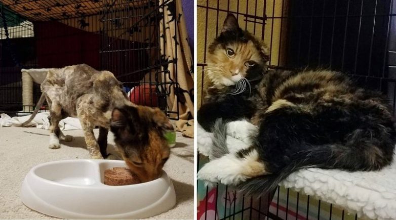 Кошечка весила как 4-месячный котёнок, когда ее спасли