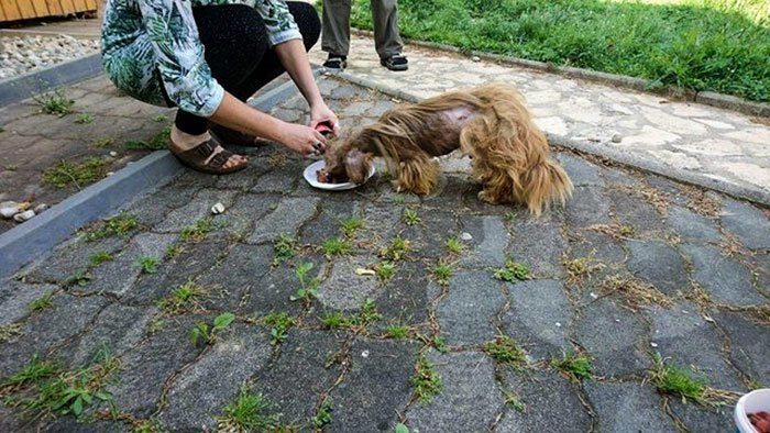 Невероятное преображение бездомного пса