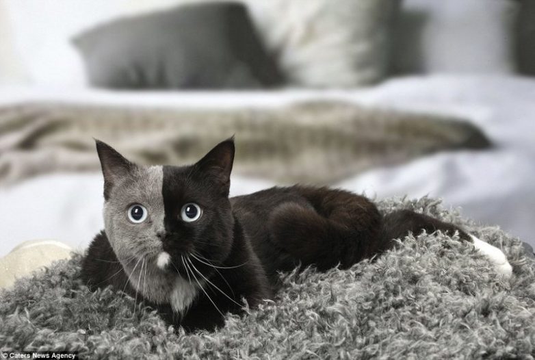 Очаровательная кошка с уникальным окрасом