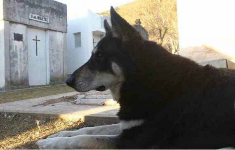 Умер пёс, который 11 лет ночевал возле могилы своего хозяина