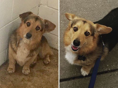 Собаки до и после того, как обрели любящих хозяев