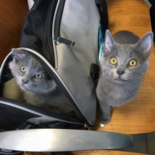 Счастливая история двух котят