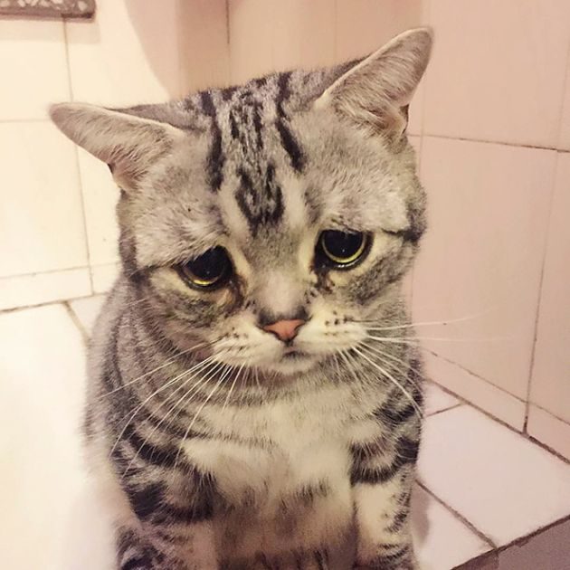 Луху - самая грустная кошка в мире
