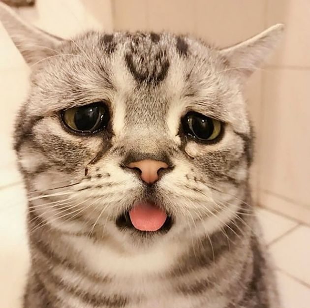 Луху - самая грустная кошка в мире