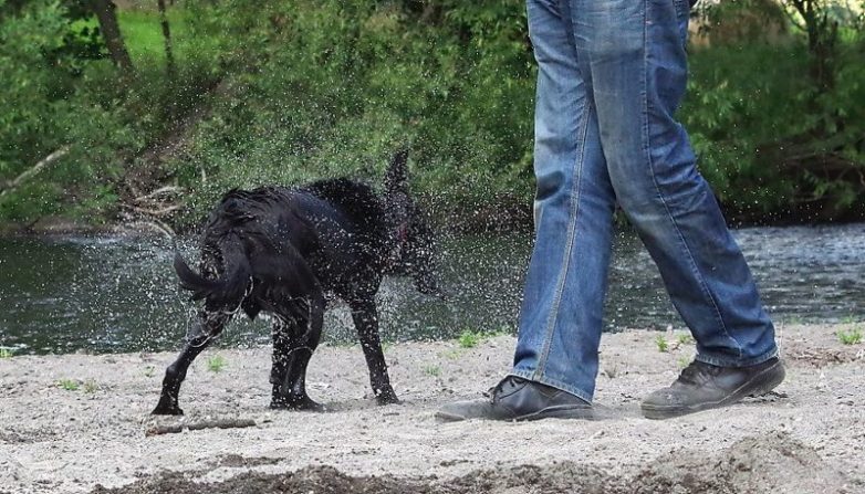 Собаки, которые очень любят воду