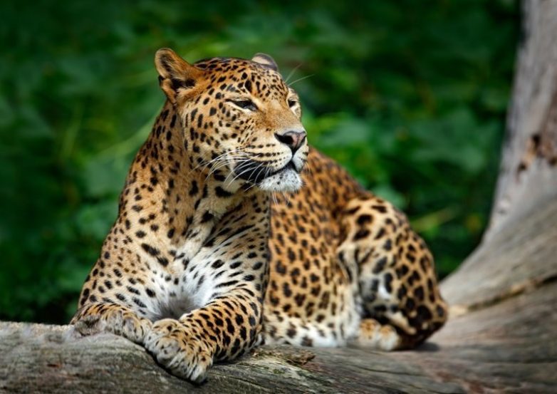 Леопард, который заблудился в городских кварталах