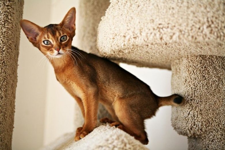 10 самых популярных пород кошек в России