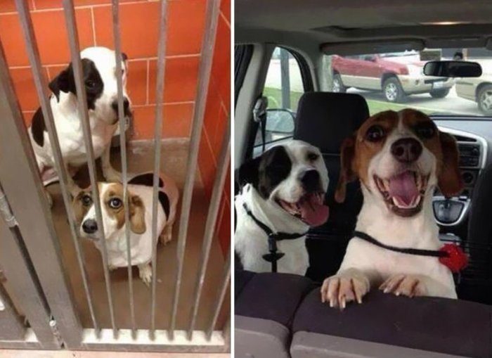 Собаки, которым посчастливилось найти дом