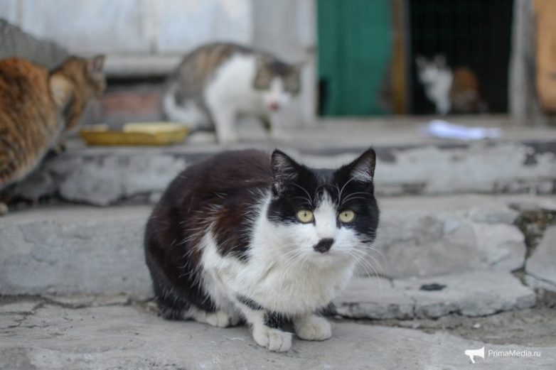 Мартовские коты Владивостока