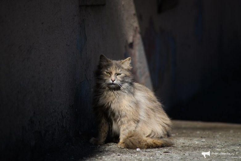 Мартовские коты Владивостока