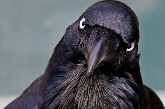 Любопытные факты о воронах