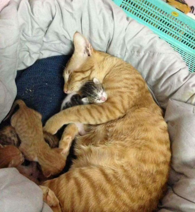 Кот, который поддержал кошку во время родов