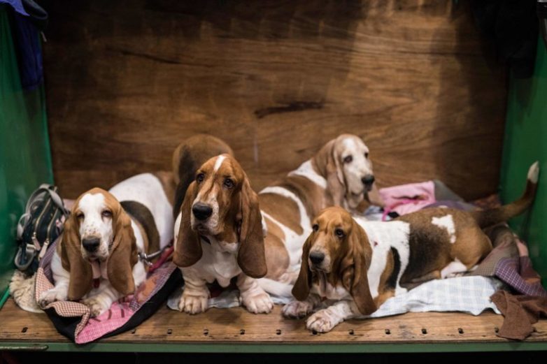 Крупнейшая в Европе выставка собак