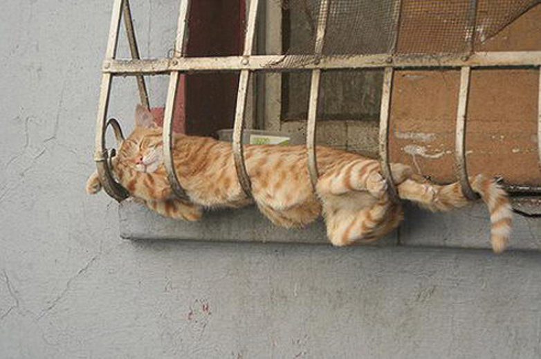 Эти коты могут спать где угодно и как угодно
