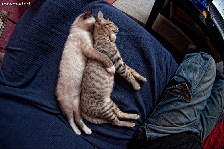 Эти коты могут спать где угодно и как угодно