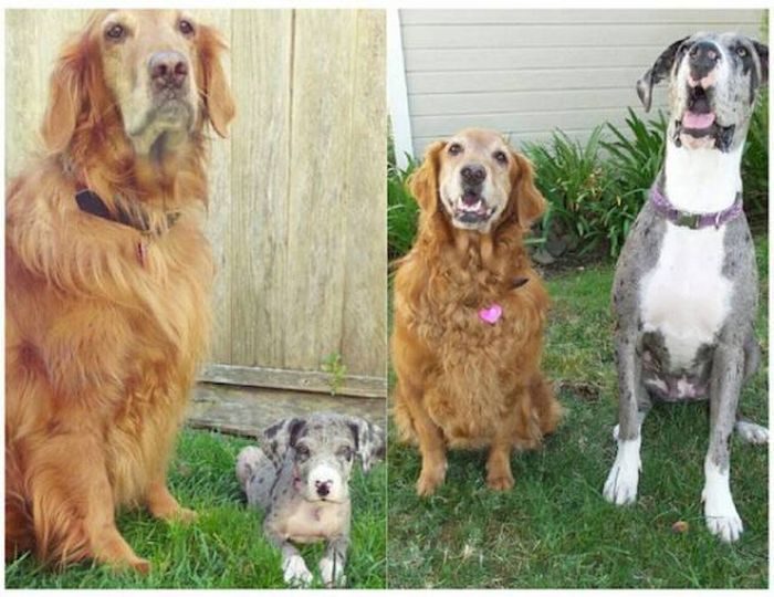 Фотографии собак, воссозданные спустя время