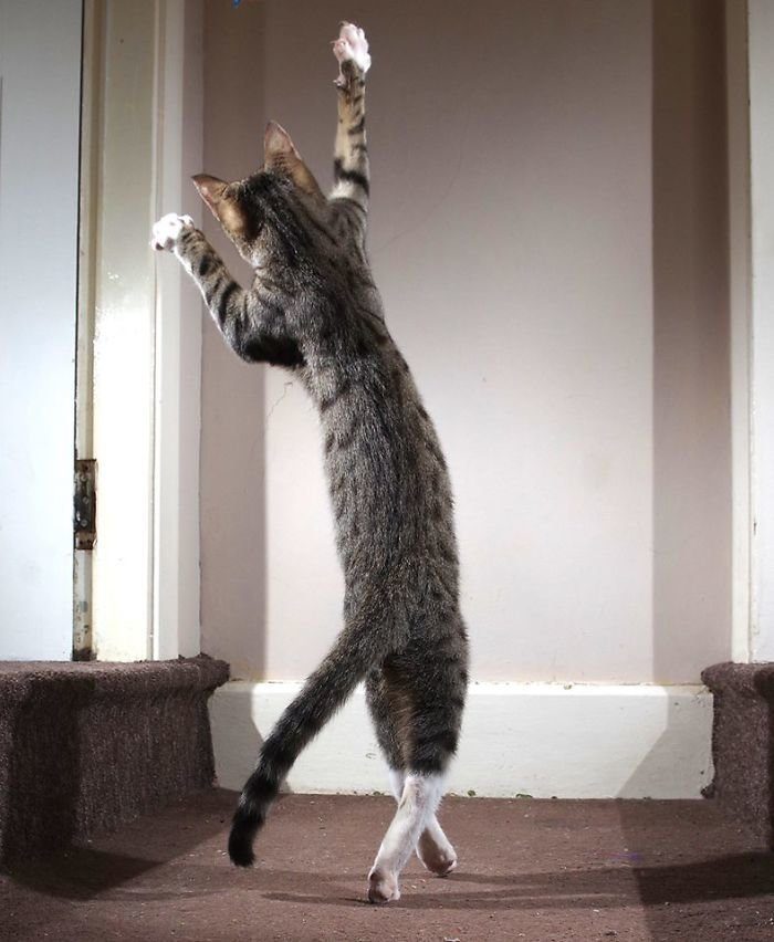 Танцующие коты
