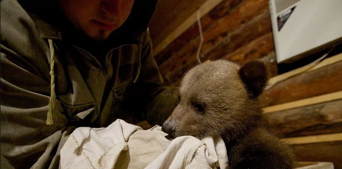 Биолог организовал приют для медвежат-сирот