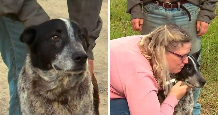 Глухой и полуслепой пёс 15 часов охранял потерявшуюся девочку
